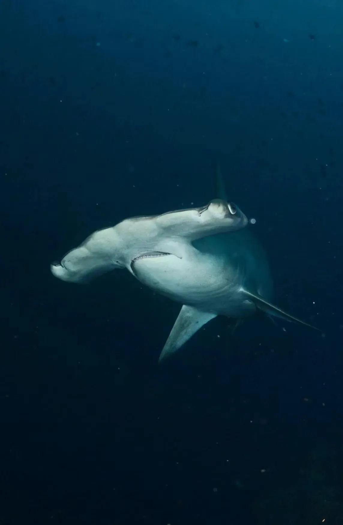 Hammerhead shark close up