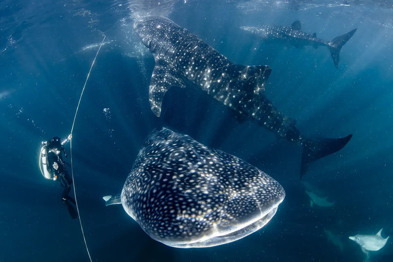 Whalesharks